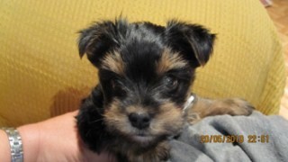 este es mi pequeño Zeus lo mas bonito para mi este es mi pequeño Zeus lo mas bonito para mi